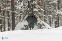 Grand   tétras.  Parade
