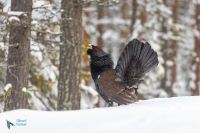 Grand   tétras.  Parade