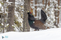 Grand   tétras.  Parade