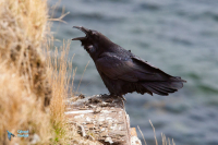 Grand Corbeau,