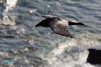 Grand corbeau.