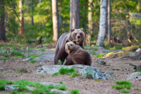 Ours brun