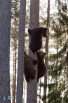 Ours brun