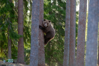 Ours brun