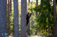 Ours brun.