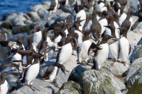 Guillemot de troïl.