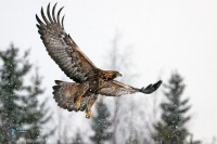 Aigle royal.