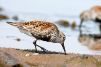 Bécasseau variable.