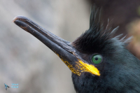 Cormoran huppé.