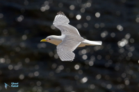 Mouette tridactyle.