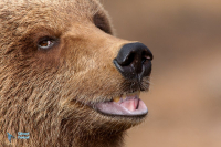 Ours brun