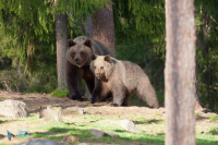 Ours brun