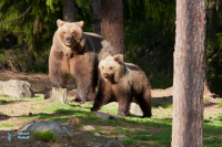 Ours brun