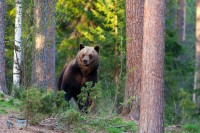 Ours brun.