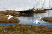 Cygne chanteur