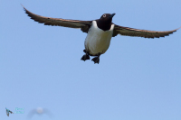 Guillemot de troïl.