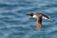 Guillemot de troïl.