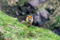 Renard roux