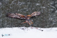 Aigle royal,