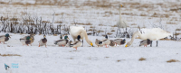 Cygne chanteur et canard col vert