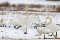 Cygne chanteur parade