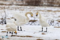 Cygne chanteur parade