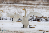 Cygne chanteur