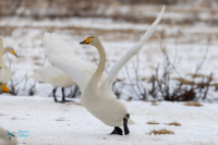 Cygne chanteur