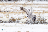 Grue cendrée parade et cygne chanteur