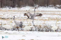 Grue cendrée parade et cygne chanteur
