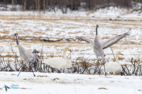 Grue cendrée parade et cygne chanteur
