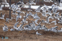 Mouettes et Goélands