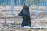 Ours brun se grattant le dos.