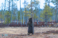 Ours brun se grattant le dos.