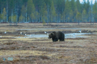 Ours brun