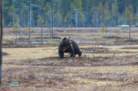 Ours brun