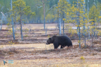 Ours brun