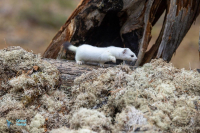 Hermine en tenue hivernale