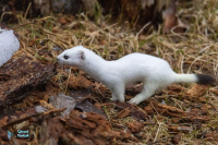 Hermine en tenue hivernale