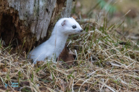 Hermine en tenue hivernale