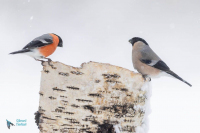 Bouvreuil pivoine mâle et femelle.