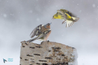 Tarin des aulnes et pinson des arbres