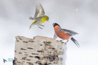 Tarin des aulnes et bouvreuil pivoine mâle