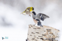 Tarin des aulnes et bouvreuil pivoine femelle