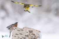 Verdier et pinson des arbres