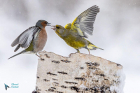 Verdier et pinson des arbres
