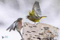 Verdier et pinson des arbres