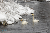 Cygne chanteur