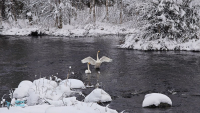 Cygne chanteur