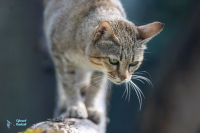 Chat de Gordoni